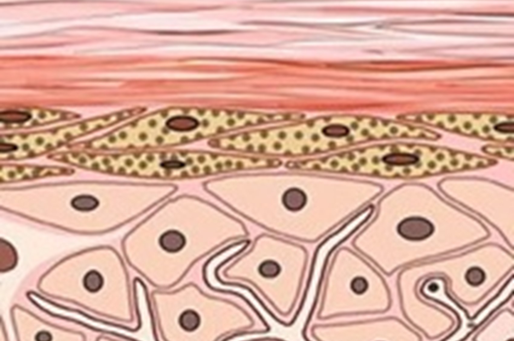 Skin Profile