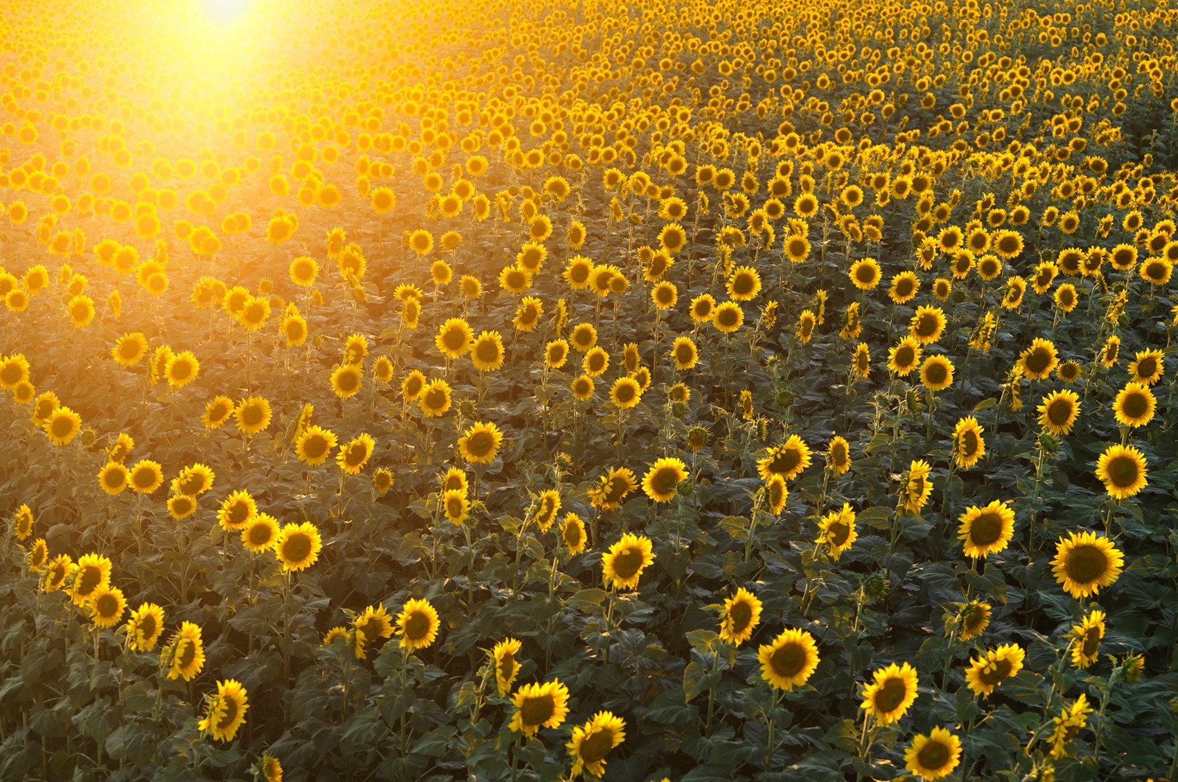 Lighter Nights Longer Days And Psoriatic Fatigue