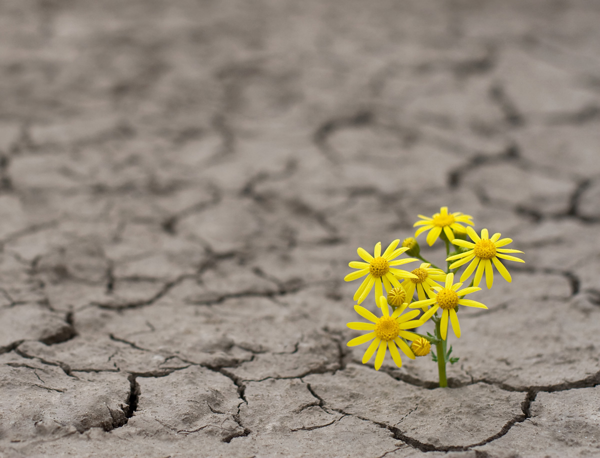 Yellow flower Cracked earth-EDIT.jpg
