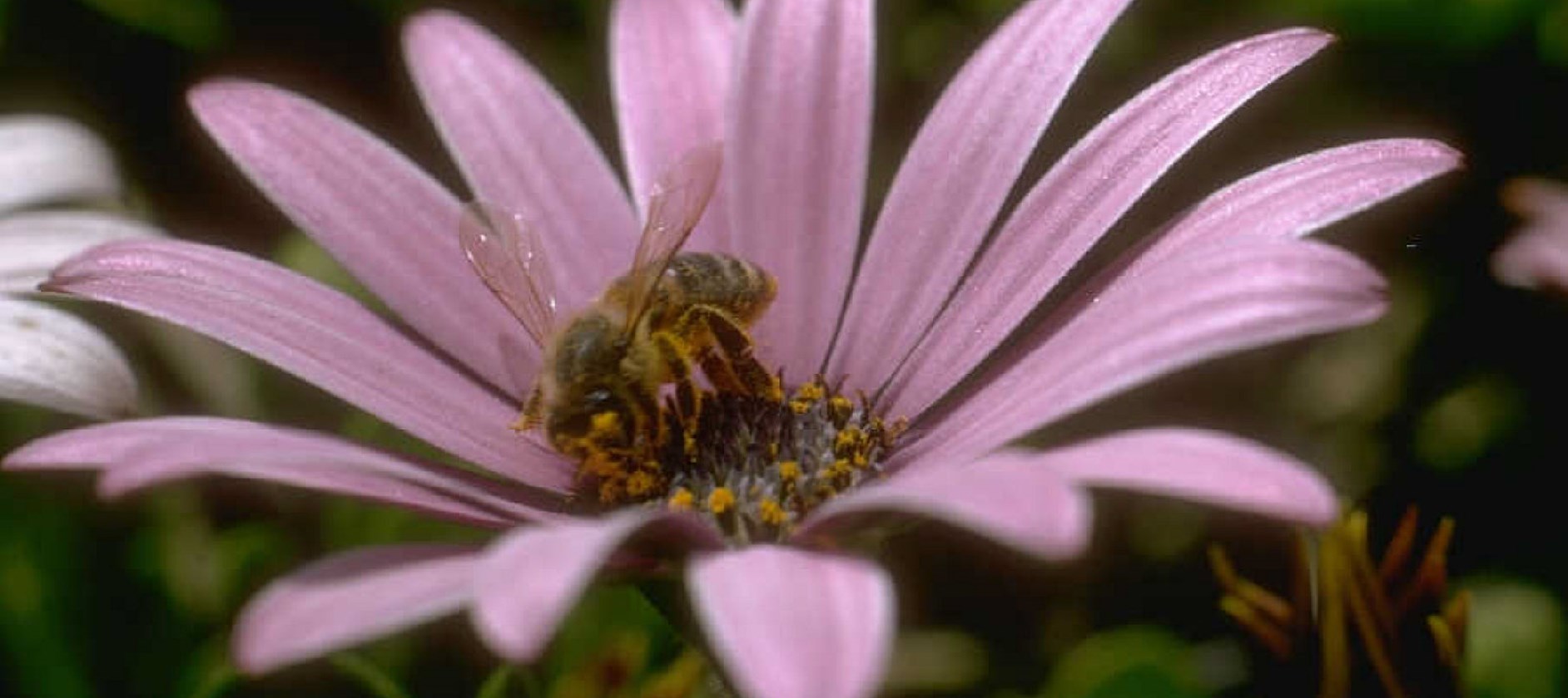 Psoriasis fertility and pregnancy.jpg