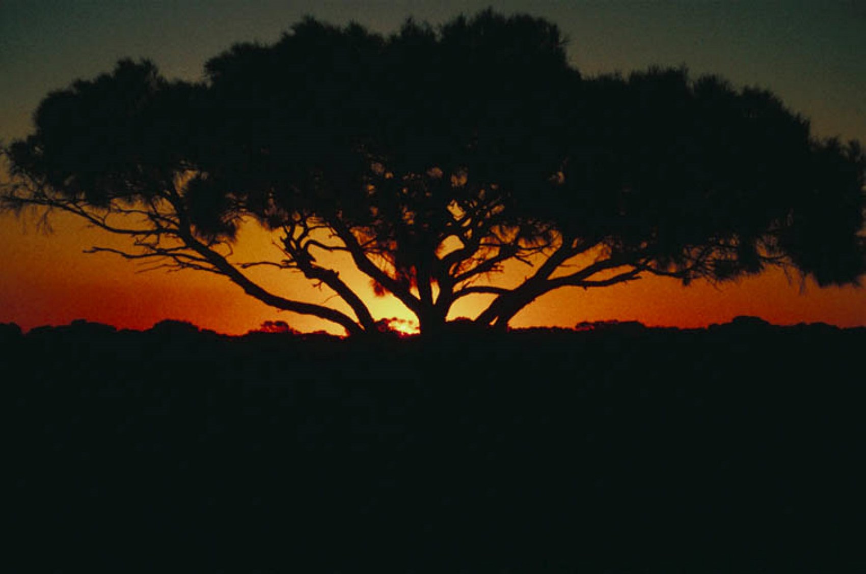 heritage of psoriasis.jpg